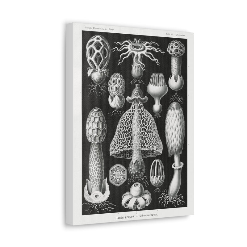 "basimycetes schwammpilze" By Ernst Haeckel Canvas Gallery Wraps-Canvas-Printify-PaxtonGate