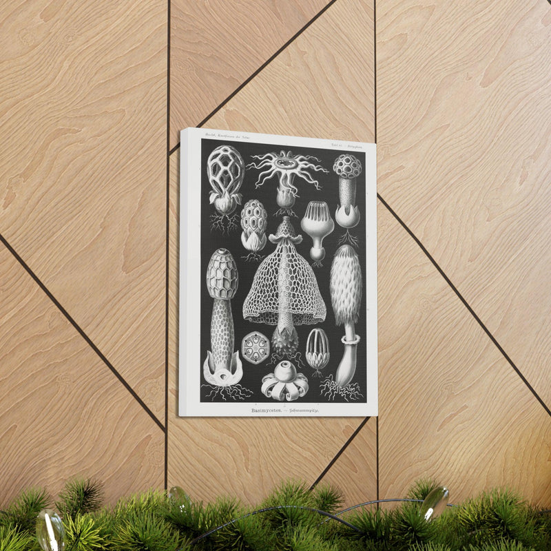 "basimycetes schwammpilze" By Ernst Haeckel Canvas Gallery Wraps-Canvas-Printify-PaxtonGate