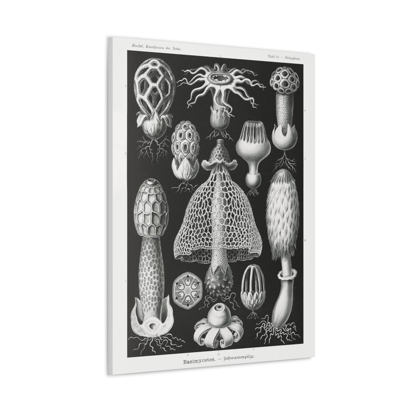 "basimycetes schwammpilze" By Ernst Haeckel Canvas Gallery Wraps-Canvas-Printify-PaxtonGate