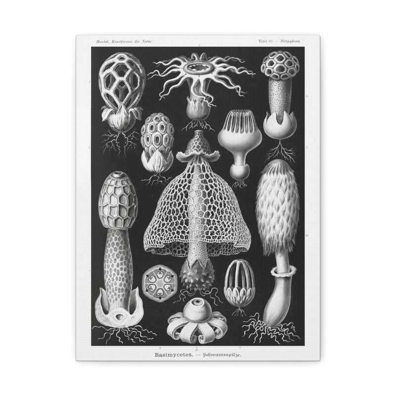 "basimycetes schwammpilze" By Ernst Haeckel Canvas Gallery Wraps-Canvas-Printify-PaxtonGate