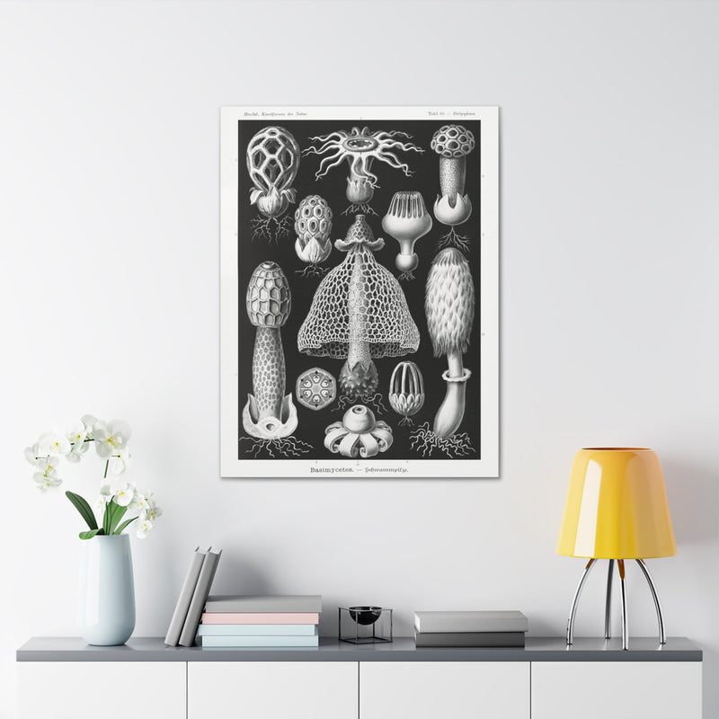 "basimycetes schwammpilze" By Ernst Haeckel Canvas Gallery Wraps-Canvas-Printify-PaxtonGate