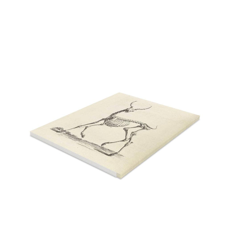 Deer Skeleton Greeting Card Pack - Paxton Gate