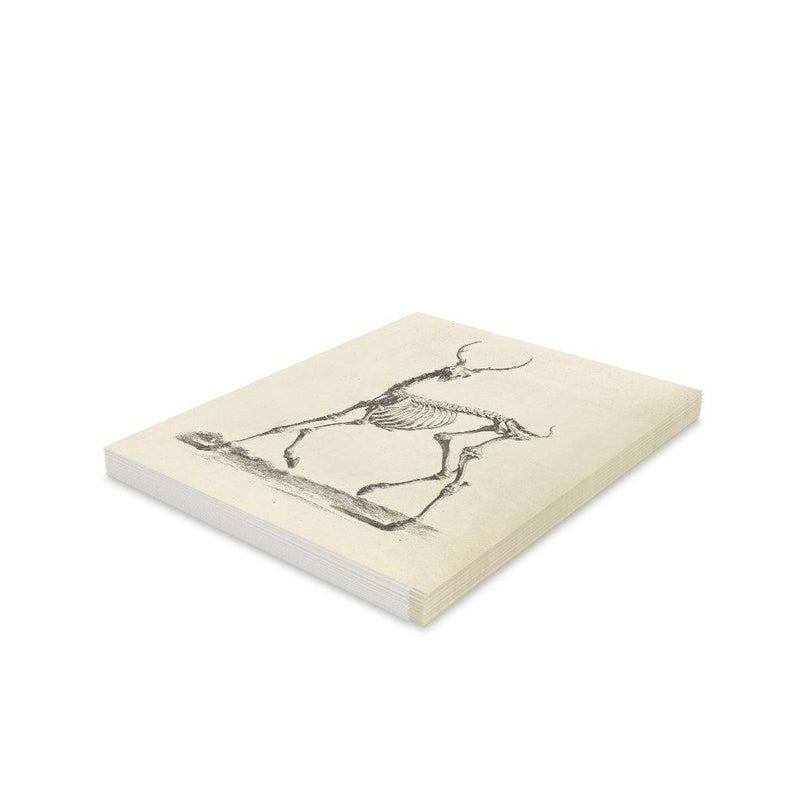 Deer Skeleton Greeting Card Pack - Paxton Gate