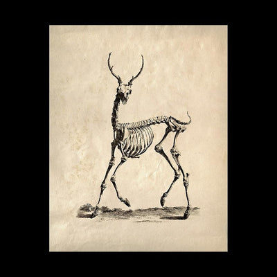 Deer Skeleton Print - Paxton Gate