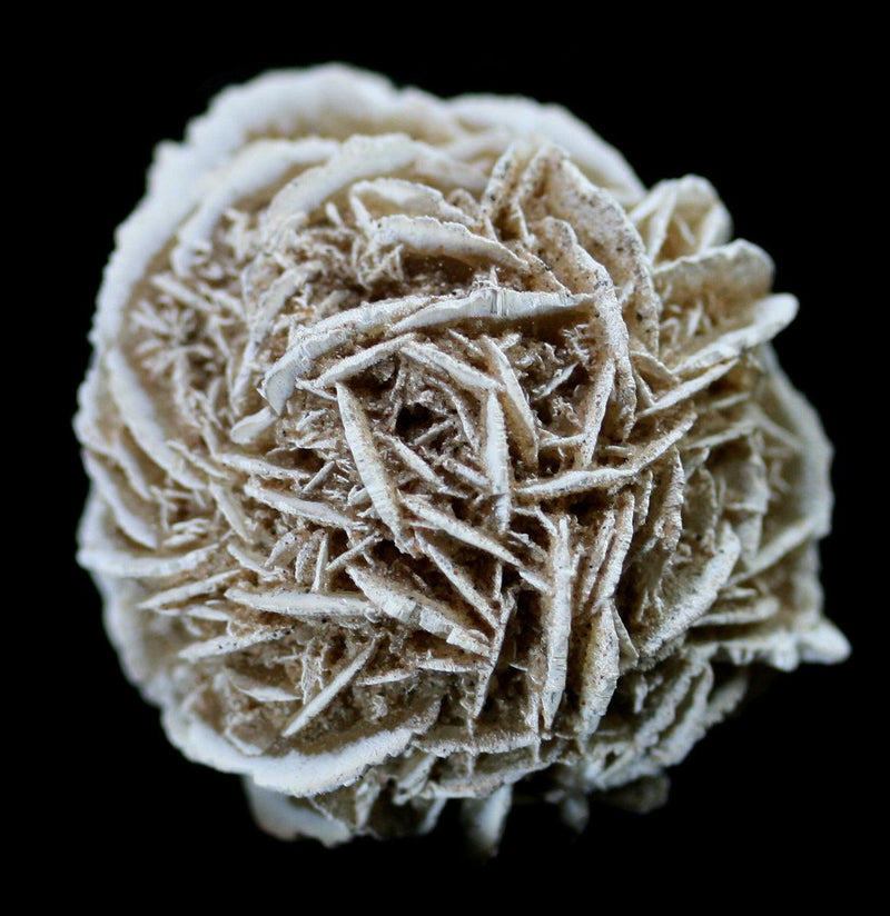 Desert Rose Gypsum Spheres - Paxton Gate