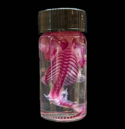 Diaphonized Deformed "Serpentine" Rat Wet Specimen-WetSpecimn-ANATOMIKA-PaxtonGate