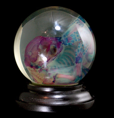 Diaphonized Kitten Wet Specimen Globe - Paxton Gate