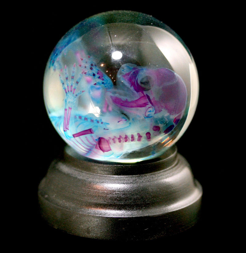 Diaphonized Kitten Wet Specimen Globe - Paxton Gate