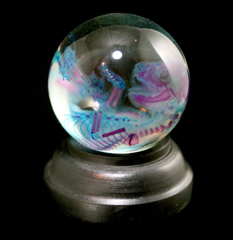 Diaphonized Kitten Wet Specimen Globe - Paxton Gate