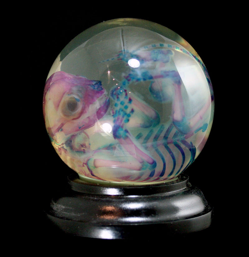 Diaphonized Kitten Wet Specimen Globe - Paxton Gate