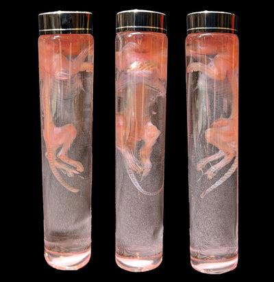 Diaphonized Pink and Blue Juvenile Rat Wet Specimen-WetSpecimn-Articulated Imagination-PaxtonGate