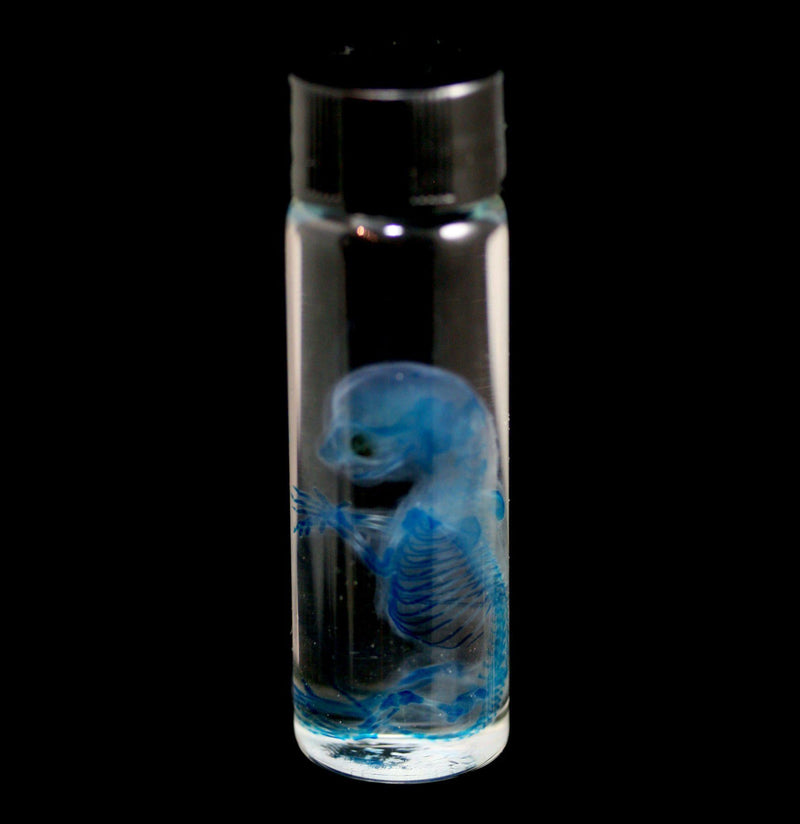 Diaphonized Two Week Old Fetal Kitten Wet Specimen - Paxton Gate