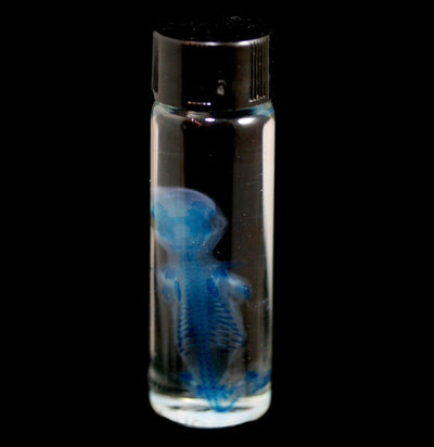 Diaphonized Two Week Old Fetal Kitten Wet Specimen - Paxton Gate