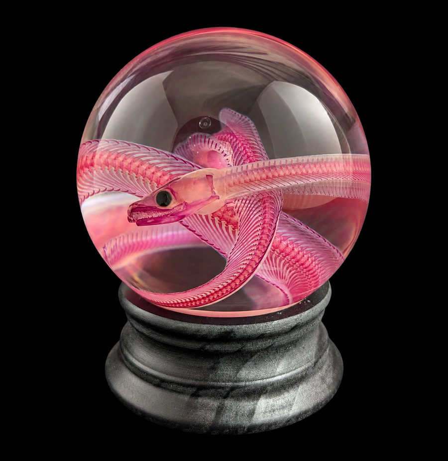 New Arrivals, Oddities & Natural History | Paxton Gate