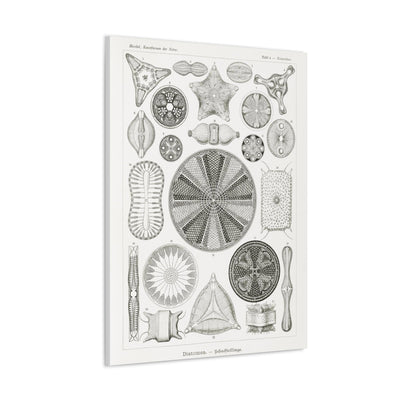 "diatomea-schachtellinge" by Ernst Haeckel Canvas Gallery Wraps-Canvas-Printify-PaxtonGate