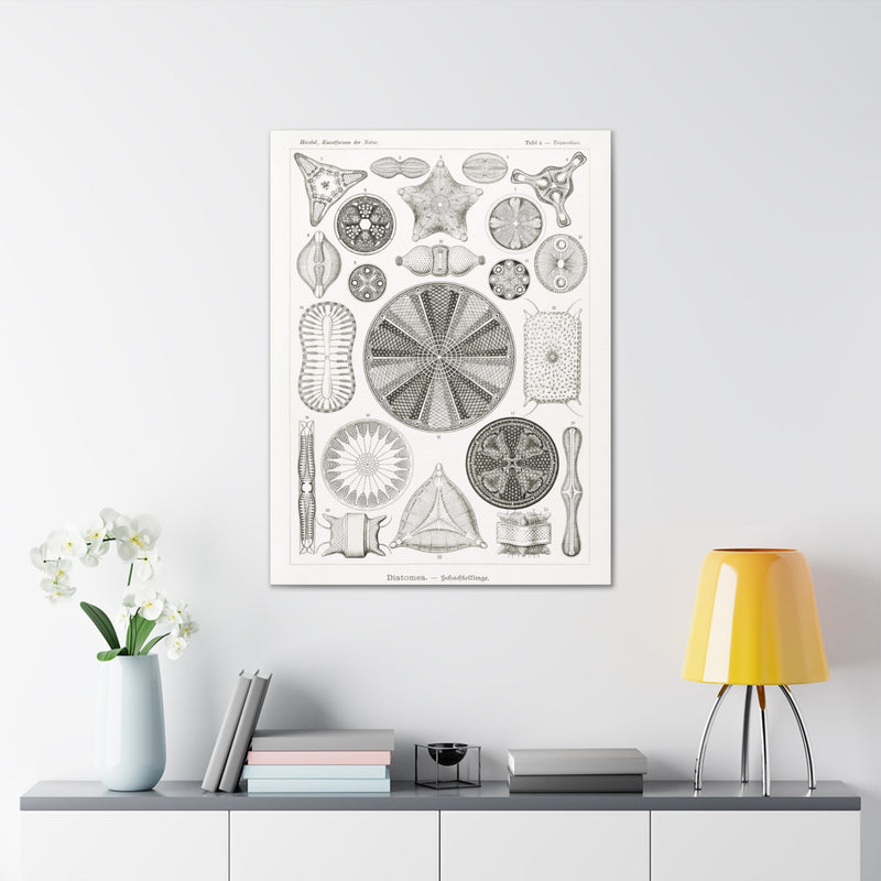 "diatomea-schachtellinge" by Ernst Haeckel Canvas Gallery Wraps-Canvas-Printify-PaxtonGate