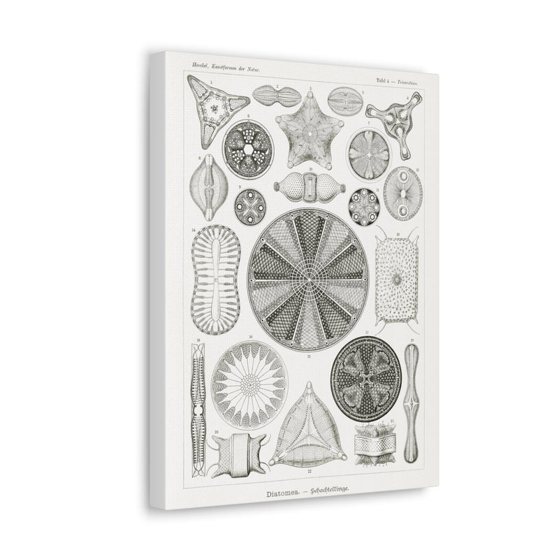 "diatomea-schachtellinge" by Ernst Haeckel Canvas Gallery Wraps-Canvas-Printify-PaxtonGate