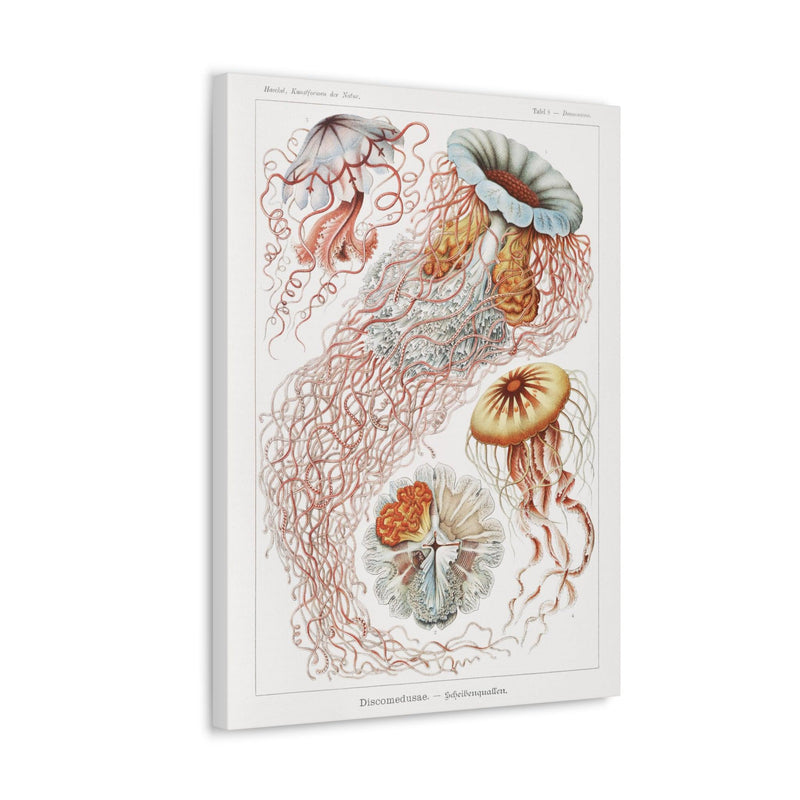 "discomedusae scheibenquallen" By Ernst Haeckel Canvas Gallery Wraps-Canvas-Printify-PaxtonGate