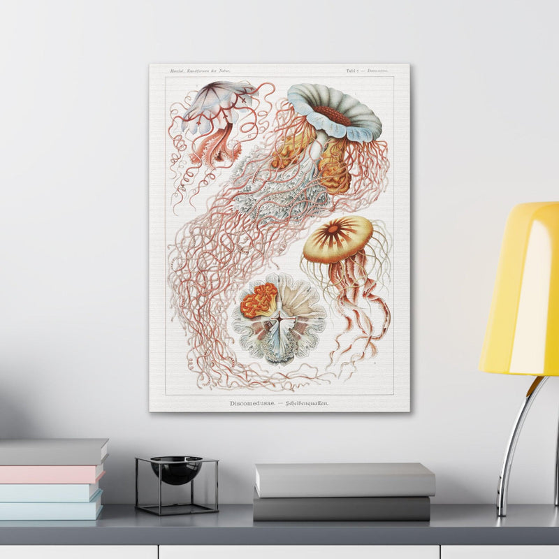 "discomedusae scheibenquallen" By Ernst Haeckel Canvas Gallery Wraps-Canvas-Printify-PaxtonGate