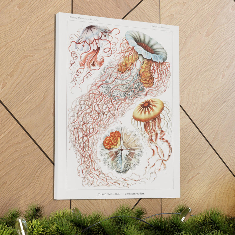 "discomedusae scheibenquallen" By Ernst Haeckel Canvas Gallery Wraps-Canvas-Printify-PaxtonGate