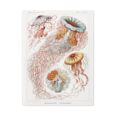 "discomedusae scheibenquallen" By Ernst Haeckel Canvas Gallery Wraps-Canvas-Printify-PaxtonGate