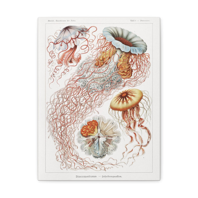 "discomedusae scheibenquallen" By Ernst Haeckel Canvas Gallery Wraps-Canvas-Printify-PaxtonGate