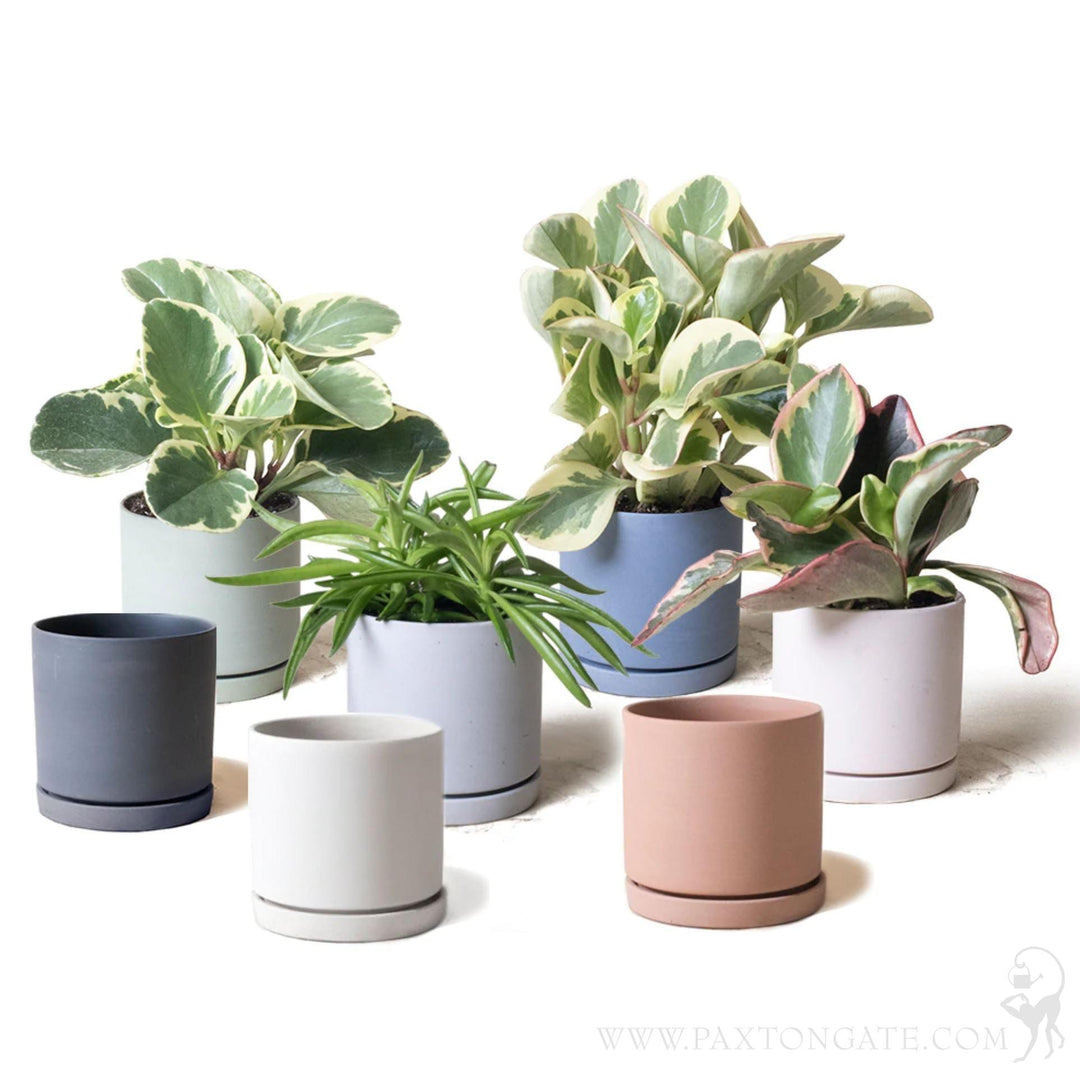 Dojo Pot & Saucer For Sale | Paxton Gate