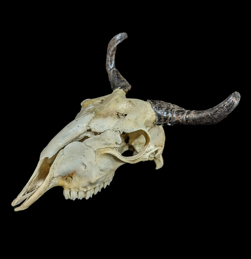 Goat Skull-Skulls-Smilodon Resources LLC-PaxtonGate