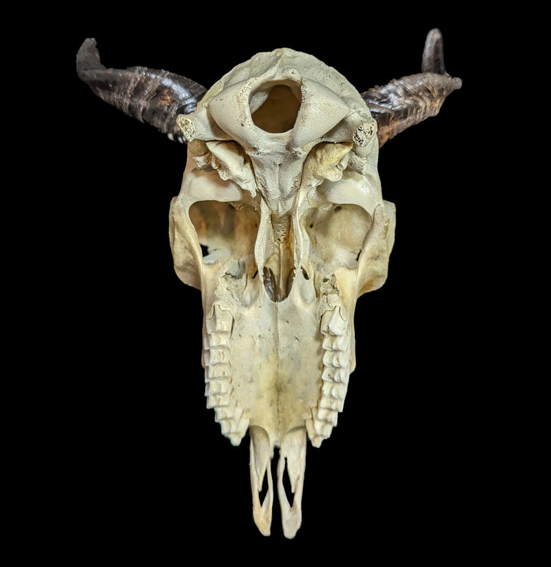 Goat Skull-Skulls-Smilodon Resources LLC-PaxtonGate