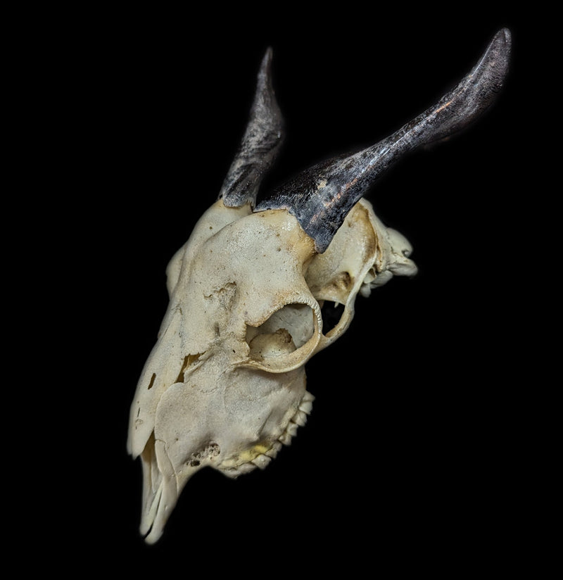 Domestic Goat Skull - Paxton Gate