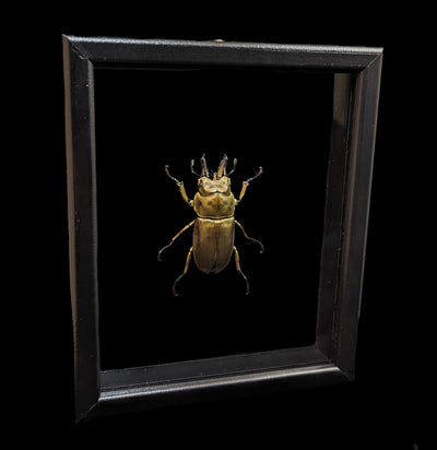 Double Glass Framed Allotopus Rosenbergi Beetle-Insects-Al & Judy Scramstad-PaxtonGate