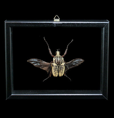 Double Glass Framed Goliathus Orientalis Beetle-Insects-Al & Judy Scramstad-PaxtonGate