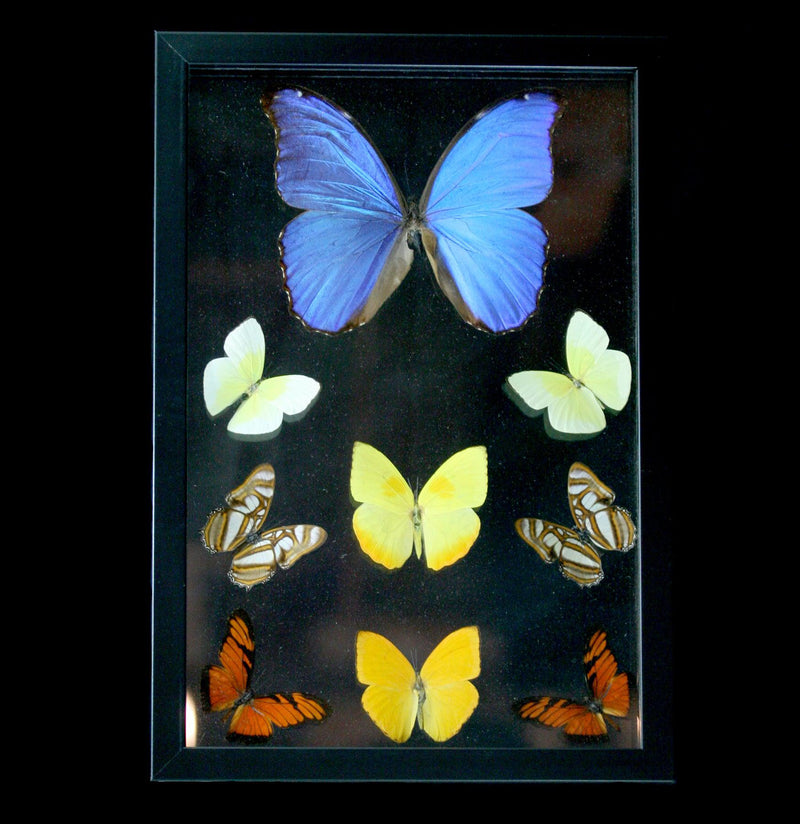 Double Glass Framed Morpho Plus Eight Mixed Butterflies - Paxton Gate