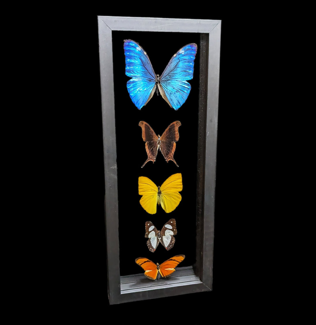 Real Sunset Morpho Butterfly male framed hot double glass insect bug gift Morpho hecuba