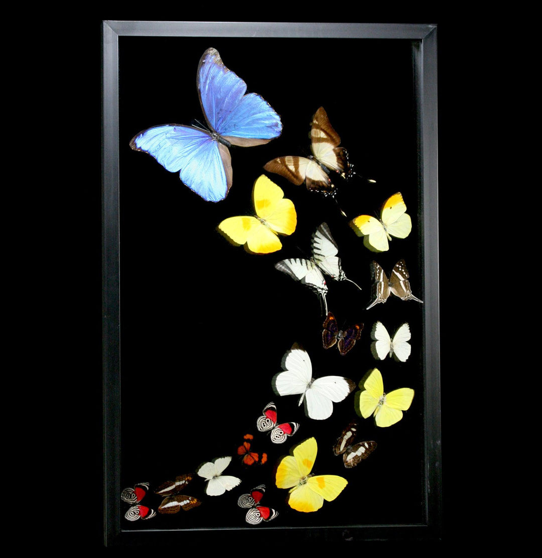 Double Glass Framed Morpho Plus Seventeen Butterflies - Black / Left /  19x12