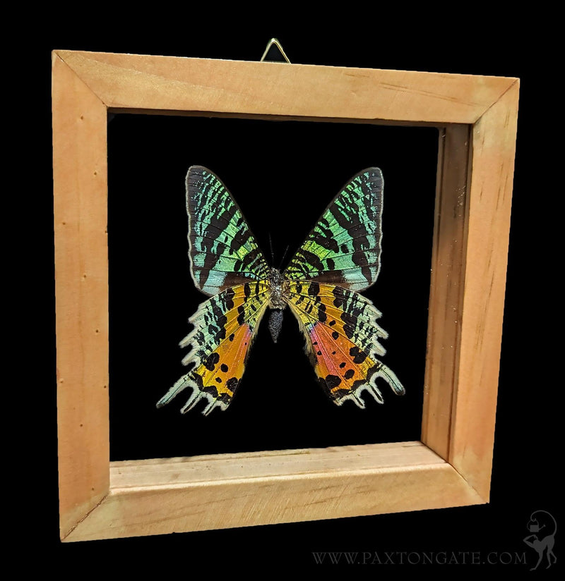 Double Glass Framed Sunset Moth-Insects-Butterflies By God-PaxtonGate