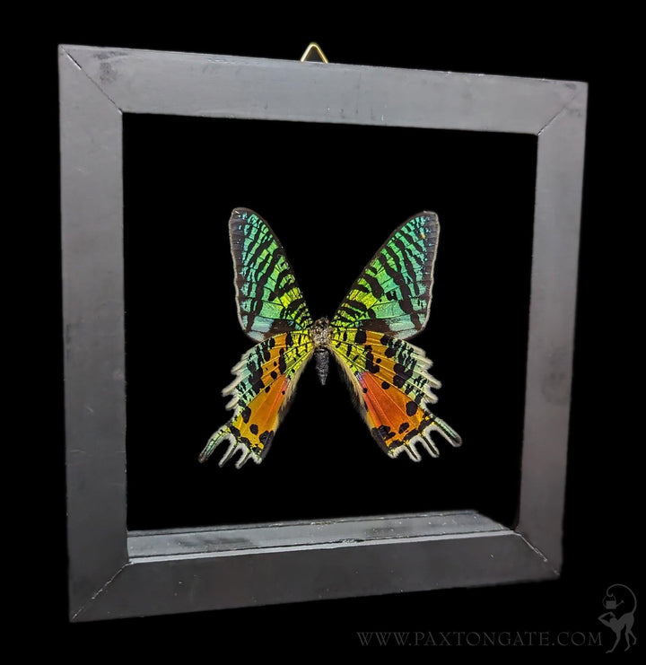 Double Glass Framed Urania ripheus Moth For Sale | Paxton Gate