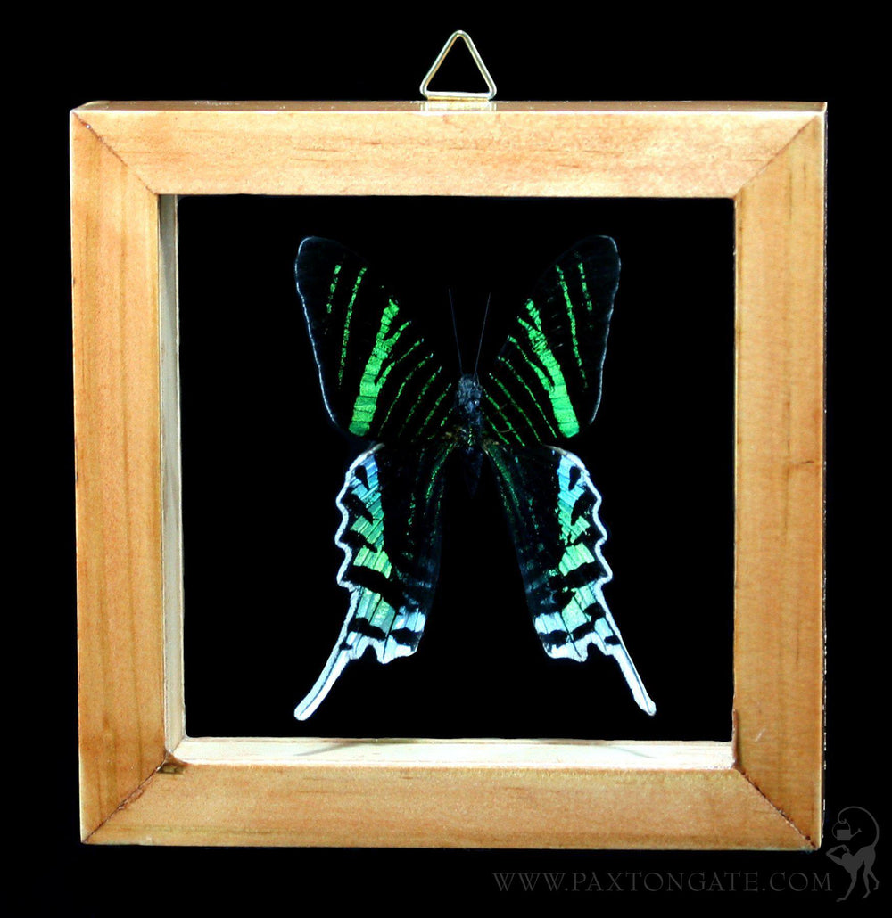 Double Glass Framed Urania Leilus Moth For Sale | Paxton Gate