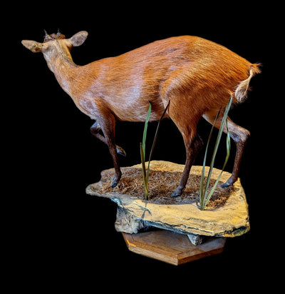 Duiker Full Body Taxidermy Mount - Paxton Gate