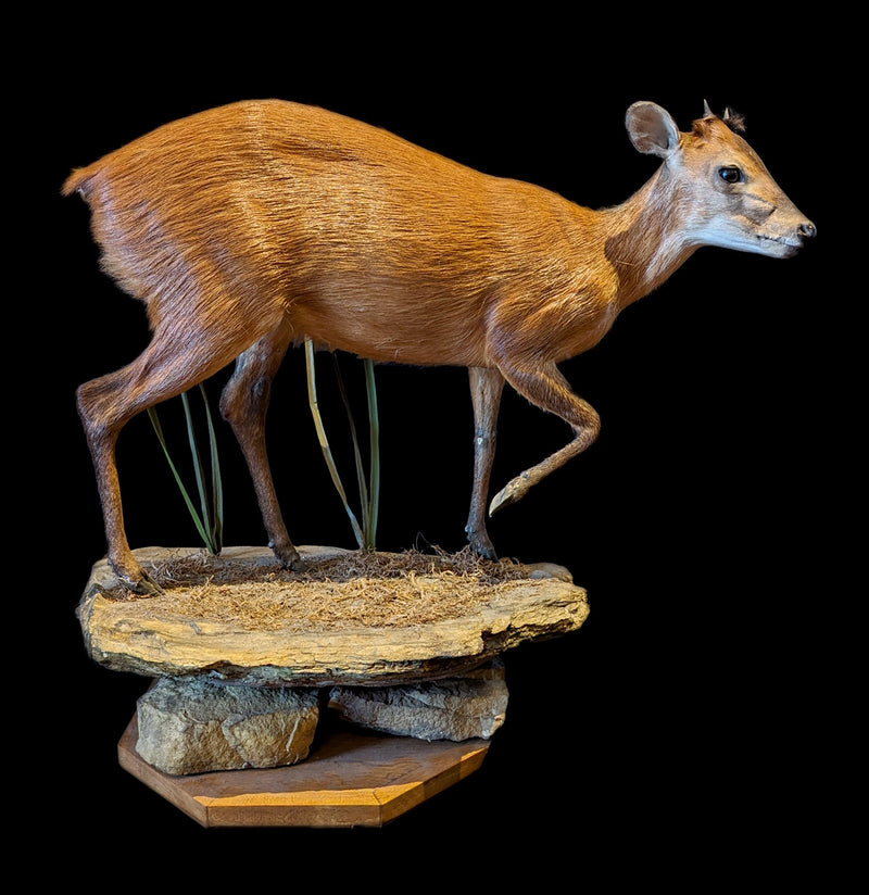 Duiker Full Body Taxidermy Mount - Paxton Gate