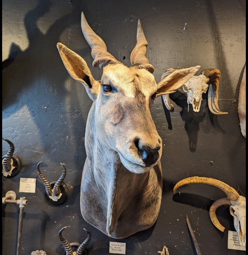 Eland Taxidermy Shoulder Mount-Taxidermy-Stephanie Bodnar-PaxtonGate