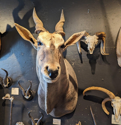 Eland Taxidermy Shoulder Mount-Taxidermy-Stephanie Bodnar-PaxtonGate