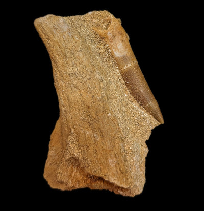 Elasmosaurus Dinosaur tooth in Matrix-Fossils-Sahara Overland-PaxtonGate