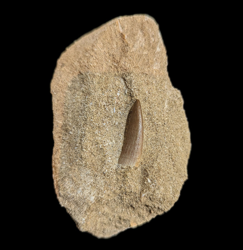 Elasmosaurus Dinosaur tooth in Matrix-Fossils-Sahara Overland-PaxtonGate