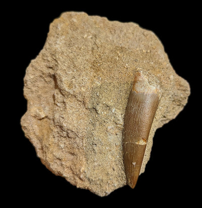 Elasmosaurus Dinosaur tooth in Matrix-Fossils-Sahara Overland-PaxtonGate