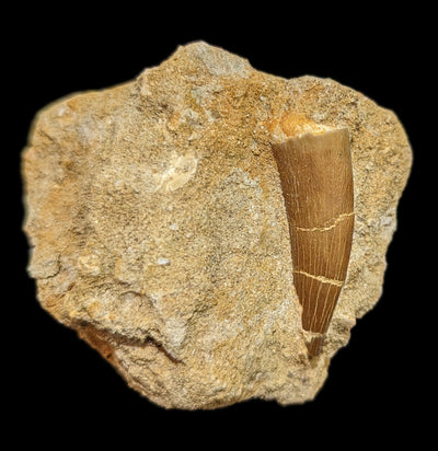 Elasmosaurus Dinosaur tooth in Matrix-Fossils-Sahara Overland-PaxtonGate