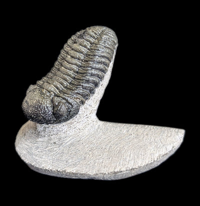 Eldredgeops Rana Trilobite Fossil In Matrix-Fossils-Sahara Overland-PaxtonGate