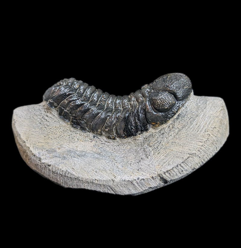 Eldredgeops Rana Trilobite Fossil In Matrix-Fossils-Sahara Overland-PaxtonGate