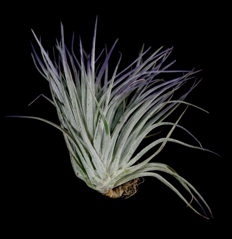 Enhanced Houston Purple Tillandsia - Paxton Gate