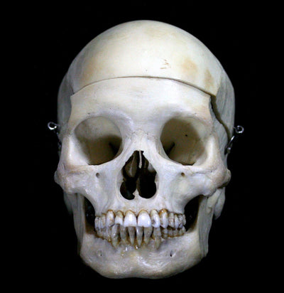 Female Human Skull - Paxton Gate